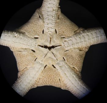 Media type: image; Invertebrate Zoology OPH-228